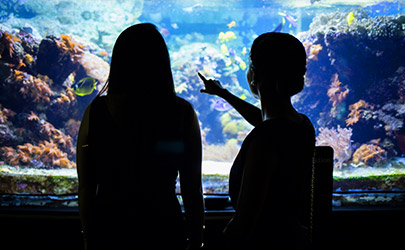 Silhouette of two people looking at and pointing at a large fish tank